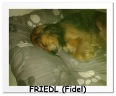 FRIEDL (Fidel)