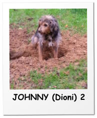 JOHNNY (Dioni) 2