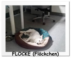 FLOCKE (Flöckchen)