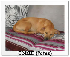 EDDIE (Potes)
