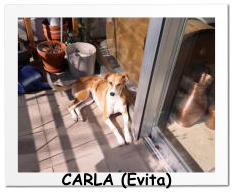 CARLA (Evita)