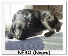 NERO (Negro)