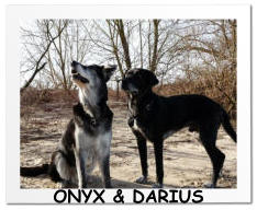 ONYX & DARIUS