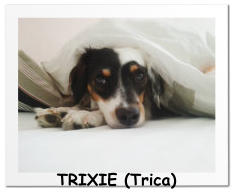 TRIXIE (Trica)