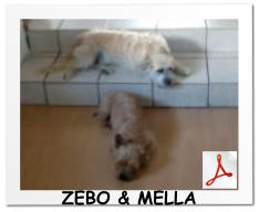 ZEBO & MELLA