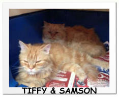 TIFFY & SAMSON